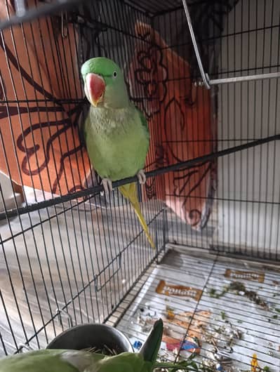 Female Alexandrine Parrot for Sale | Beautiful Green Female Parrot wi