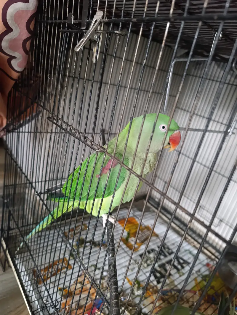 Female Alexandrine Parrot for Sale | Beautiful Green Female Parrot wi — photo 2