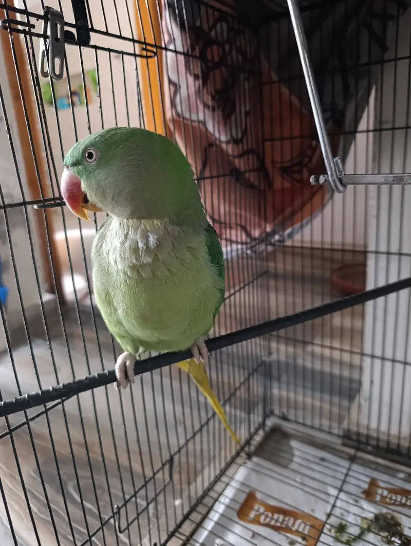 Female Alexandrine Parrot for Sale | Beautiful Green Female Parrot wi — photo 3