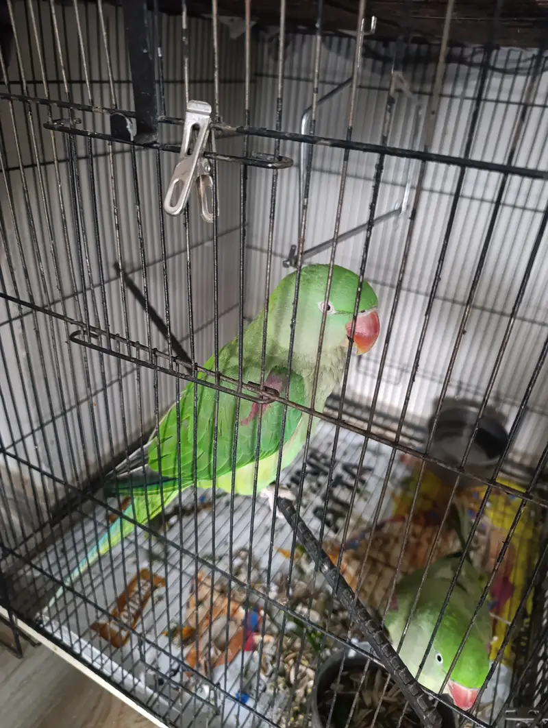 Female Alexandrine Parrot for Sale | Beautiful Green Female Parrot wi — photo 4