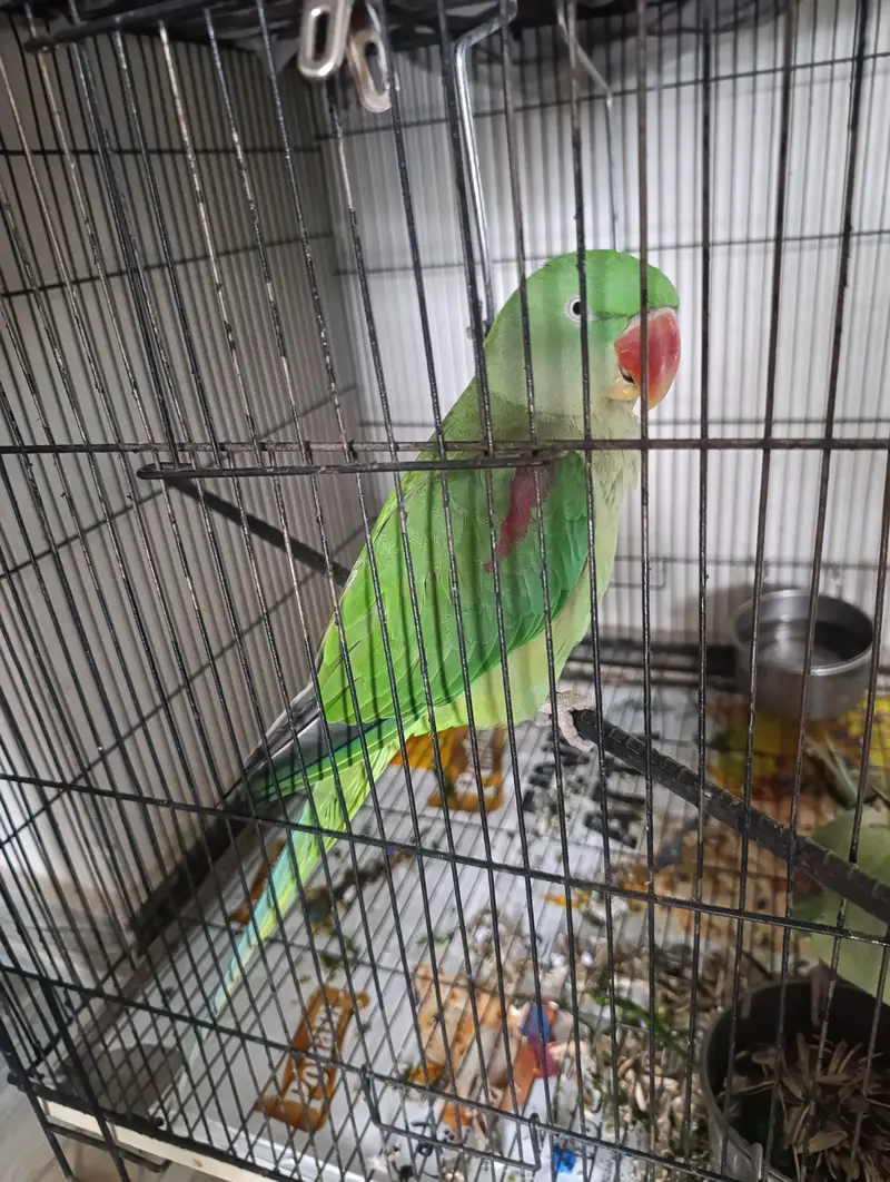 Female Alexandrine Parrot for Sale | Beautiful Green Female Parrot wi — photo 5