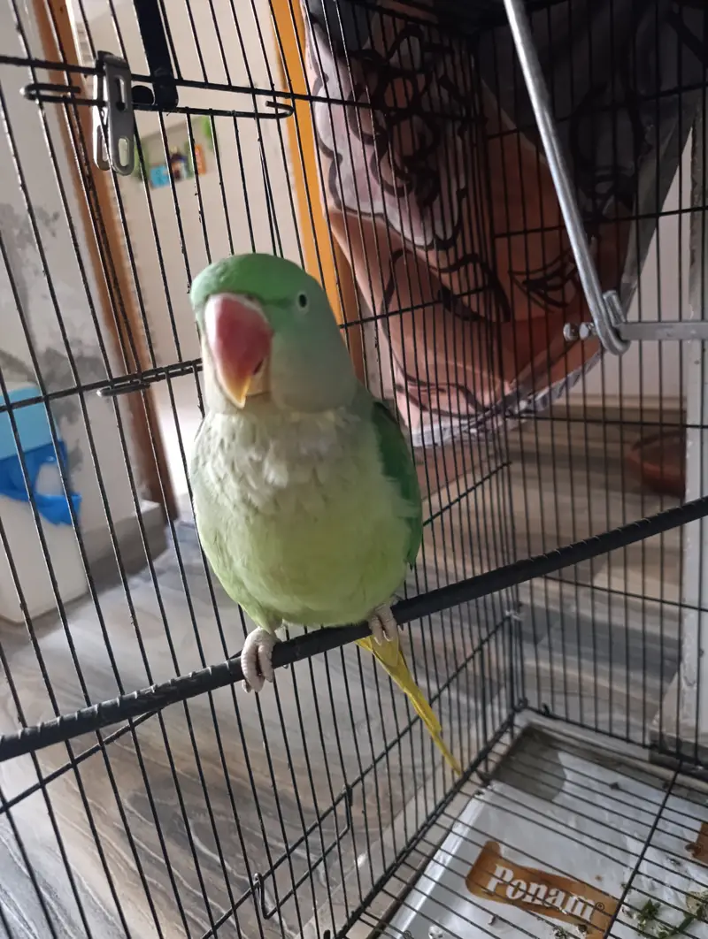 Female Alexandrine Parrot for Sale | Beautiful Green Female Parrot wi — photo 6