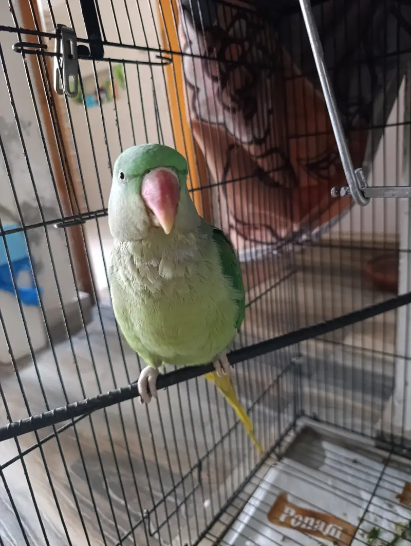 Female Alexandrine Parrot for Sale | Beautiful Green Female Parrot wi — photo 7