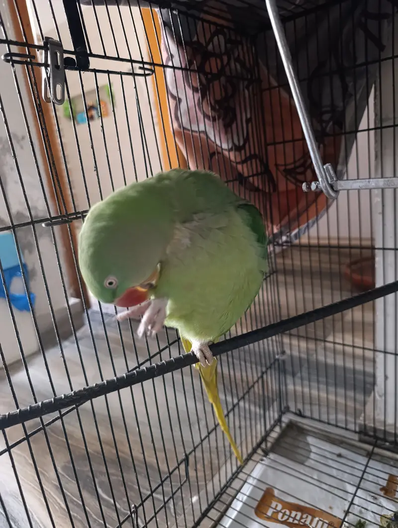 Female Alexandrine Parrot for Sale | Beautiful Green Female Parrot wi — photo 8
