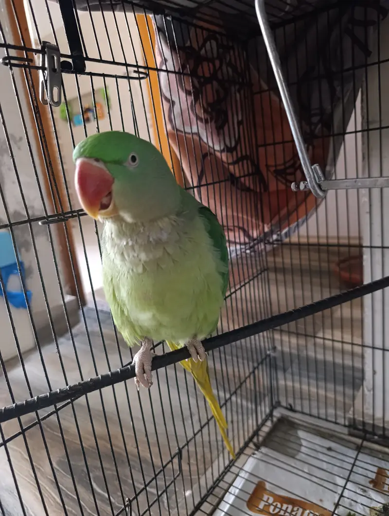 Female Alexandrine Parrot for Sale | Beautiful Green Female Parrot wi — photo 9
