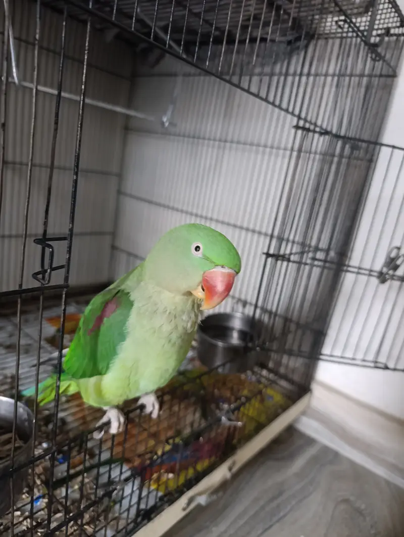 Female Alexandrine Parrot for Sale | Beautiful Green Female Parrot wi — photo 10