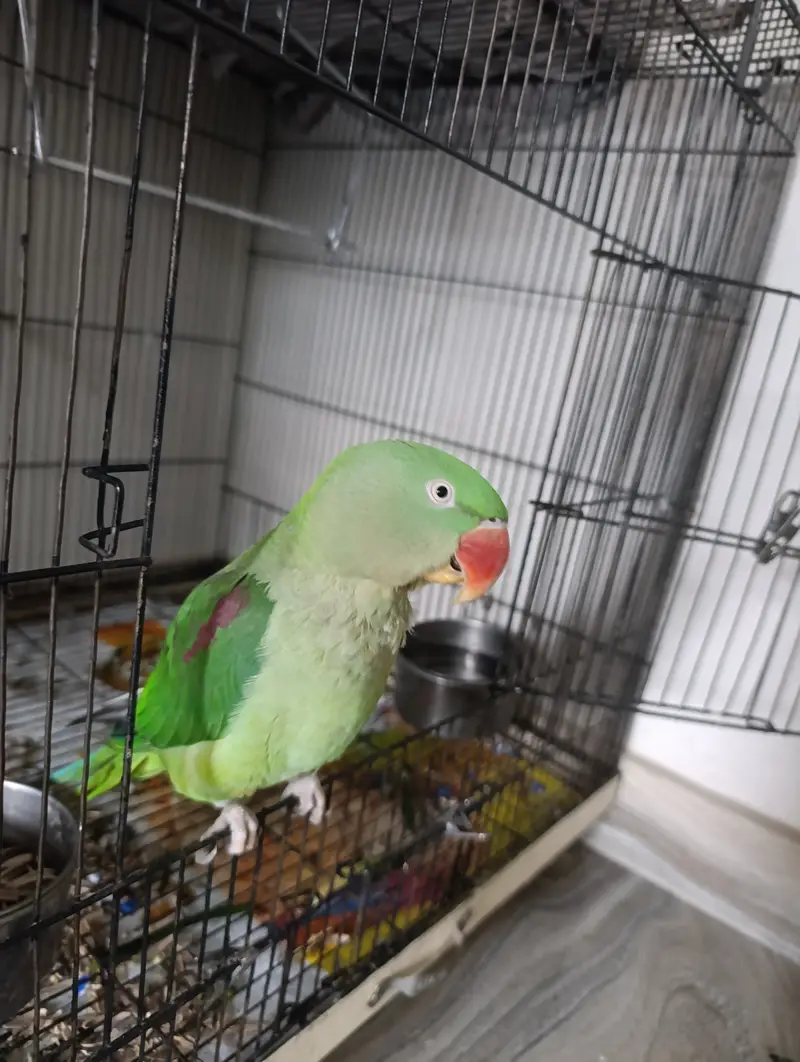 Female Alexandrine Parrot for Sale | Beautiful Green Female Parrot wi — photo 11