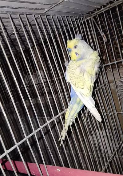 Spangle Rainbow hogo, possible bfbw. 12 & 3 portion cages, split bf