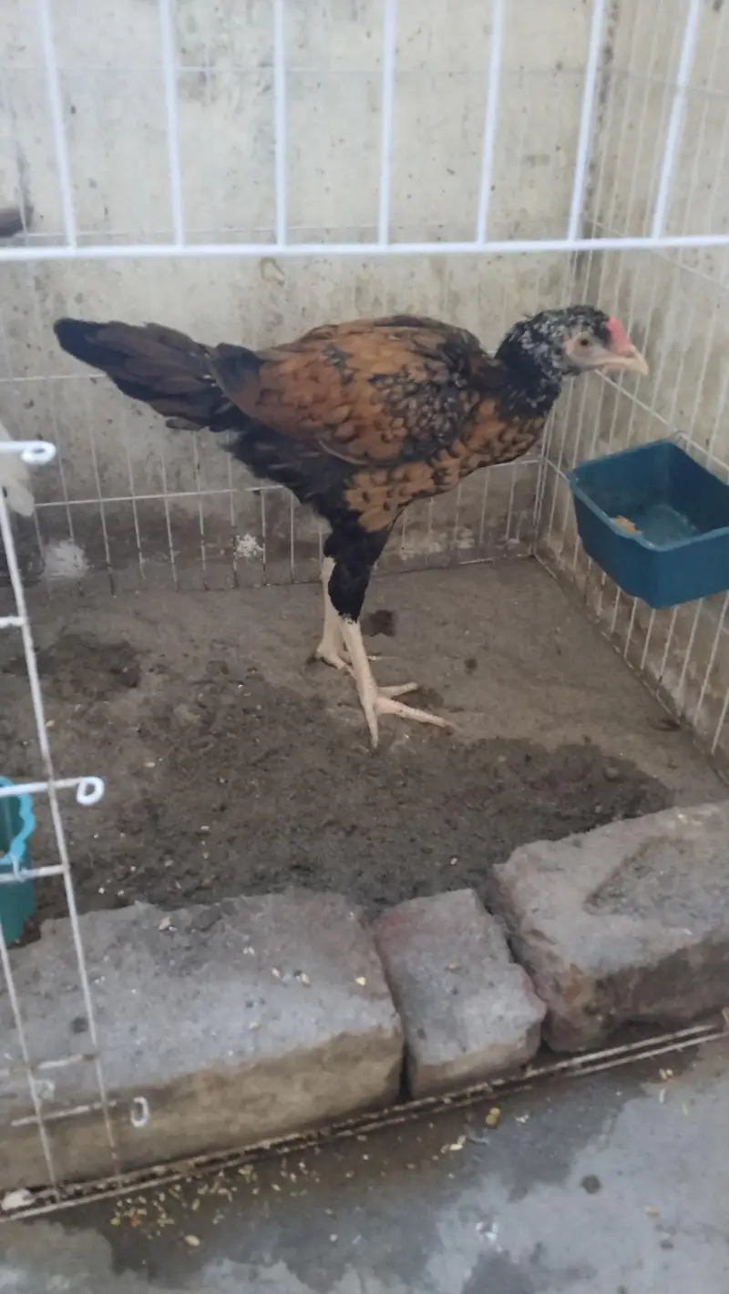 1 female 2 male — photo 2