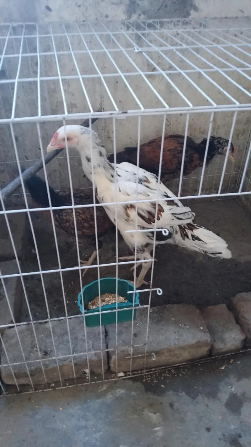 1 female 2 male — photo 3