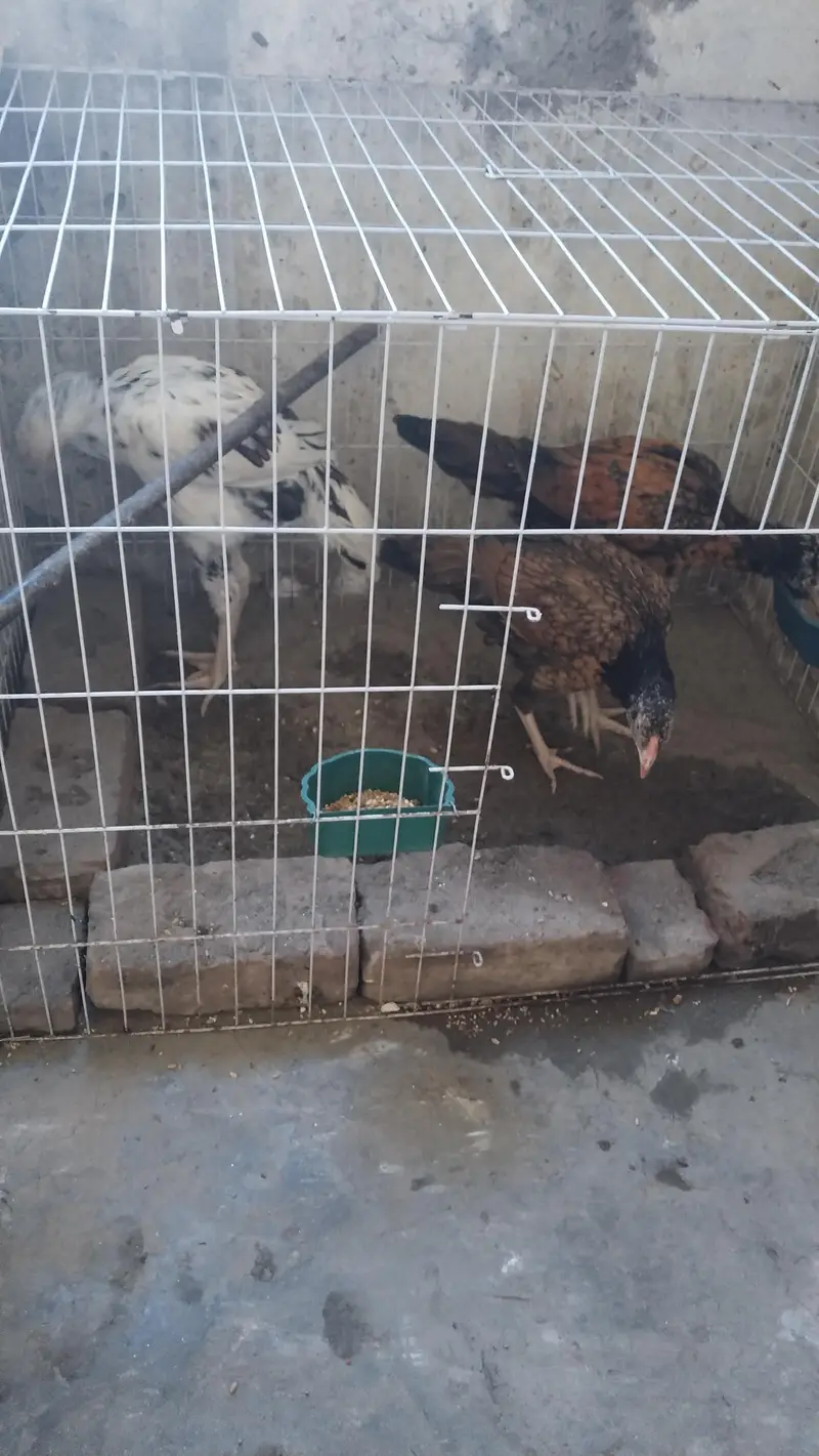 1 female 2 male — photo 4