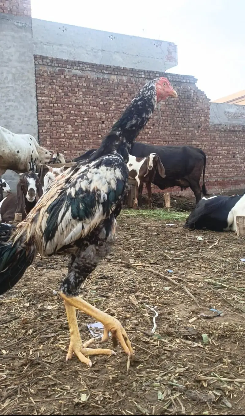 shamo cross patha hy rang ka java — photo 3