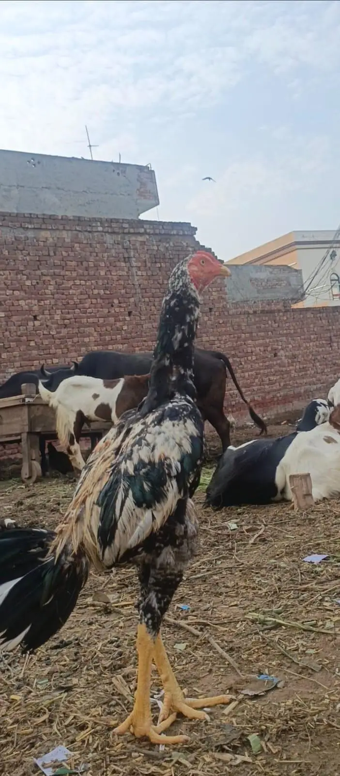 shamo cross patha hy rang ka java — photo 7