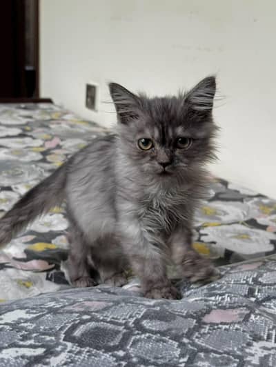 persian kittens
