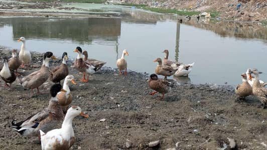 desi ducks