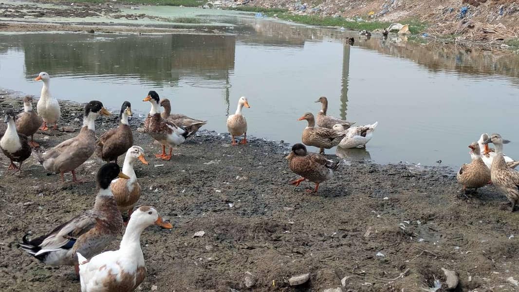 desi ducks 0