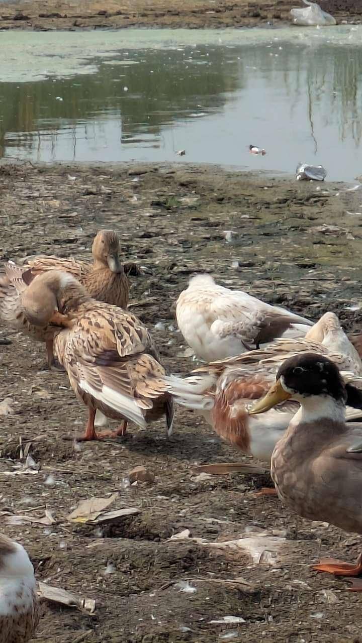 desi ducks 1