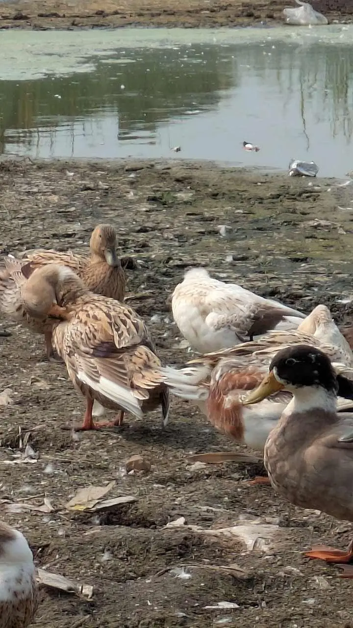 desi ducks — photo 2