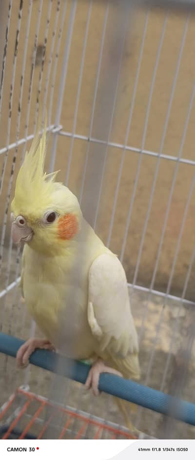 cockatiel pair for sale