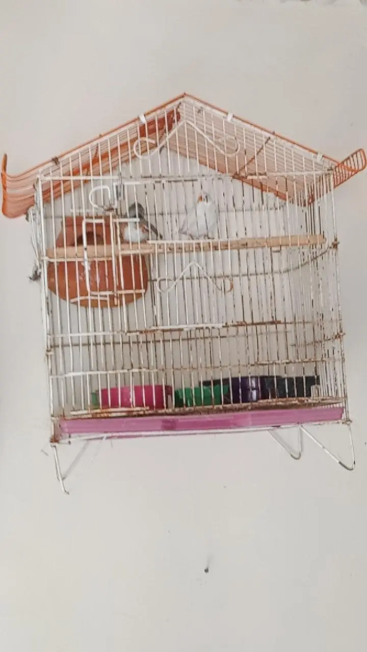 zabra frich — photo 2