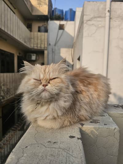 Semi Punched Persian Cats for paid adoption