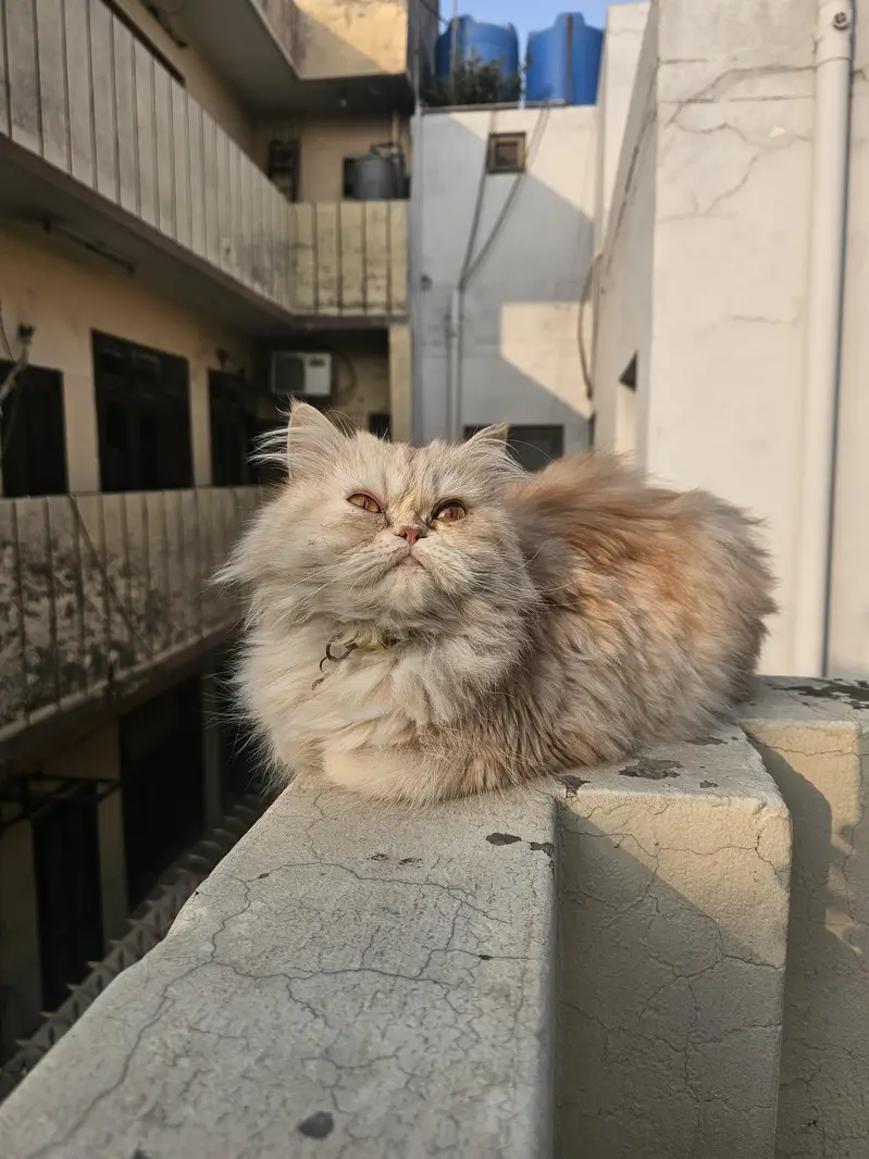 Semi Punched Persian Cats for paid adoption — photo 2