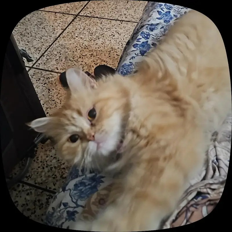 Semi Punched Persian Cats for paid adoption — photo 3