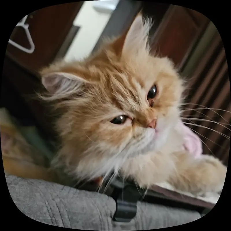 Semi Punched Persian Cats for paid adoption — photo 4
