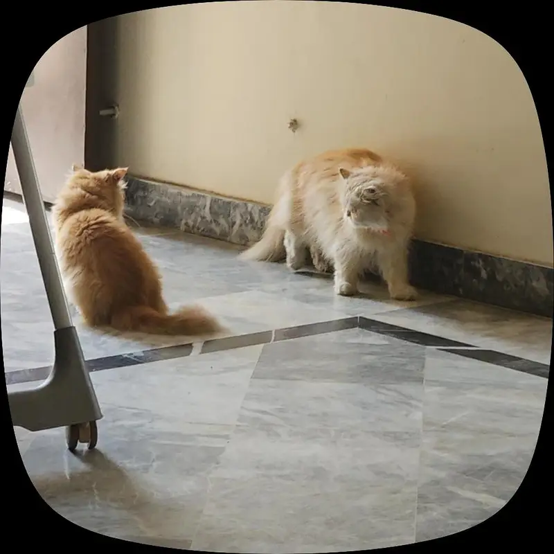 Semi Punched Persian Cats for paid adoption — photo 5