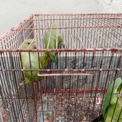 parrot pair with 2 babes