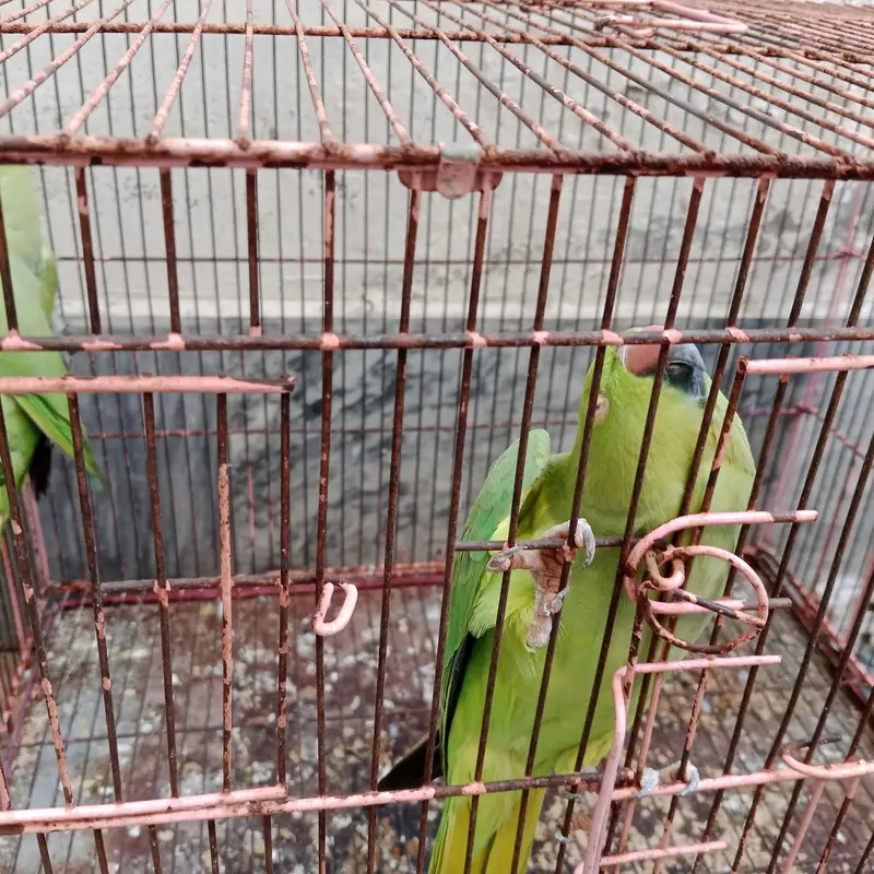 parrot pair with 2 babes — photo 2