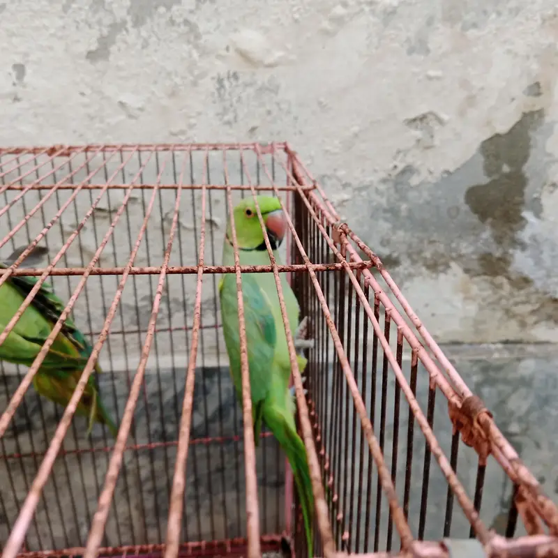 parrot pair with 2 babes — photo 3