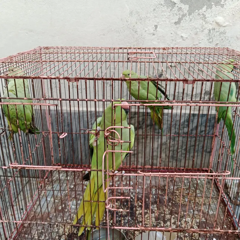 parrot pair with 2 babes — photo 4