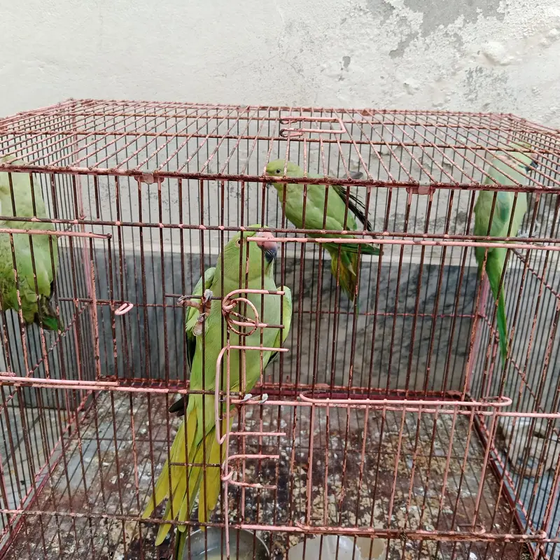 parrot pair with 2 babes — photo 5