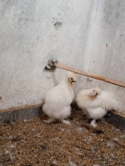 Silkie Male