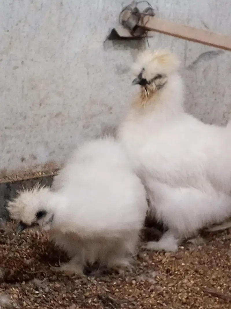 Silkie Male — photo 2