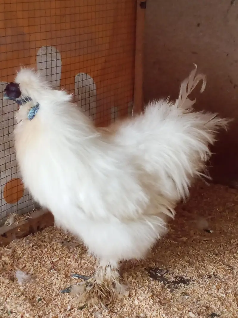 Silkie Male — photo 3