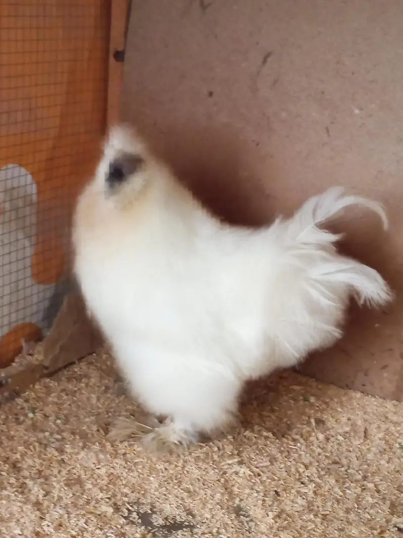 Silkie Male — photo 4