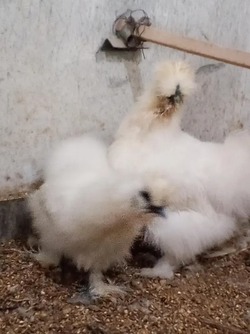 Silkie Male — photo 5