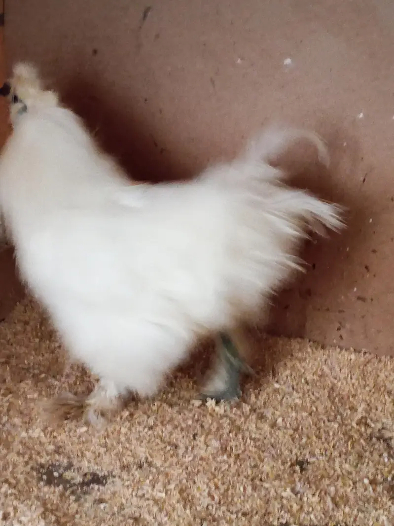 Silkie Male — photo 6