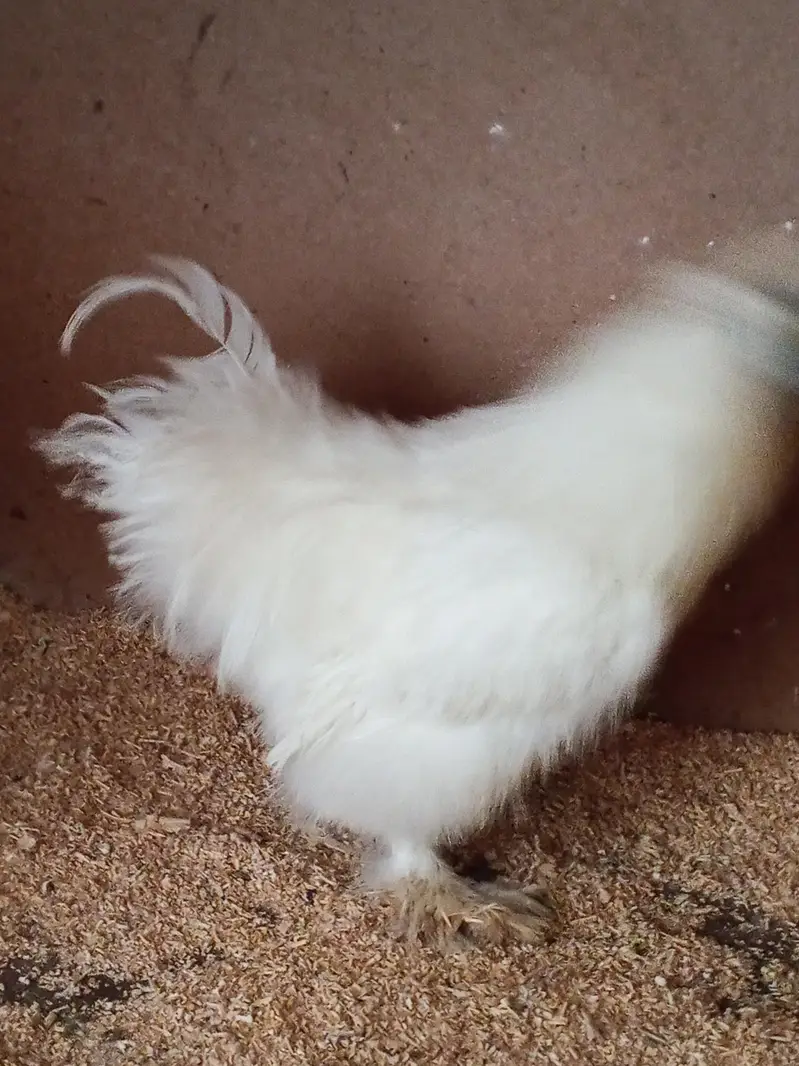 Silkie Male — photo 7