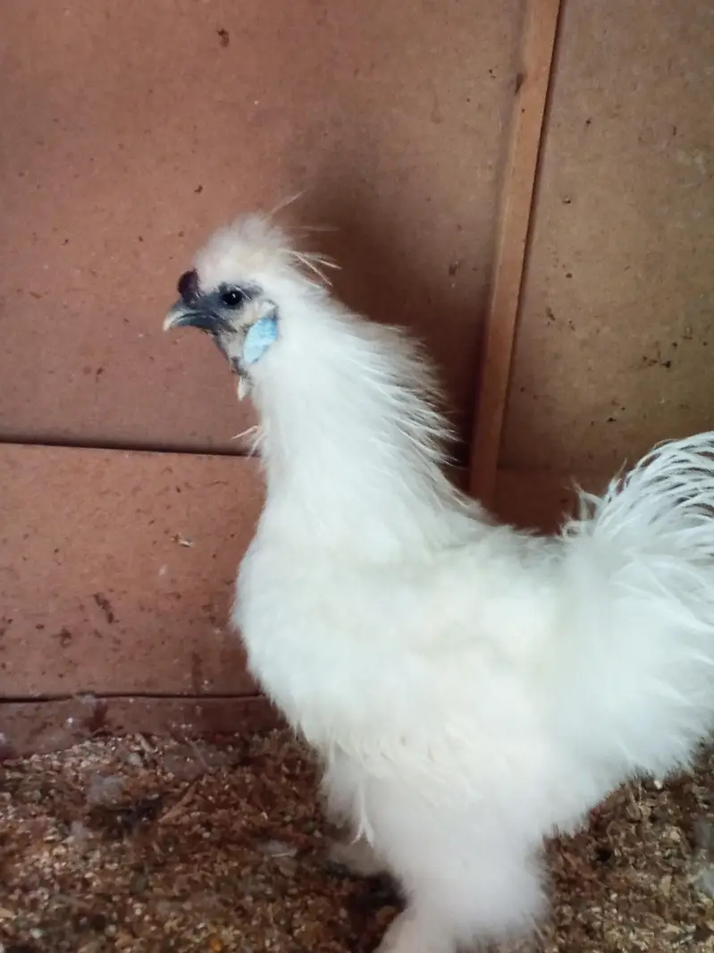 Silkie Male — photo 8