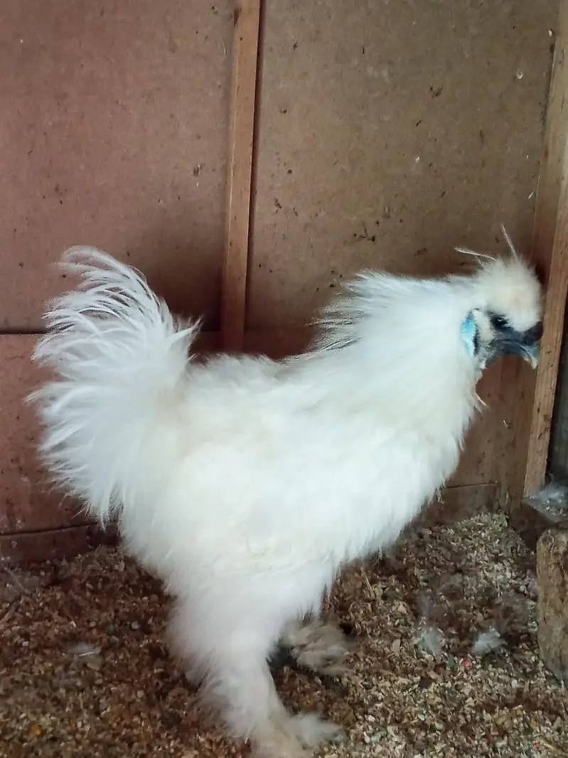 Silkie Male — photo 9