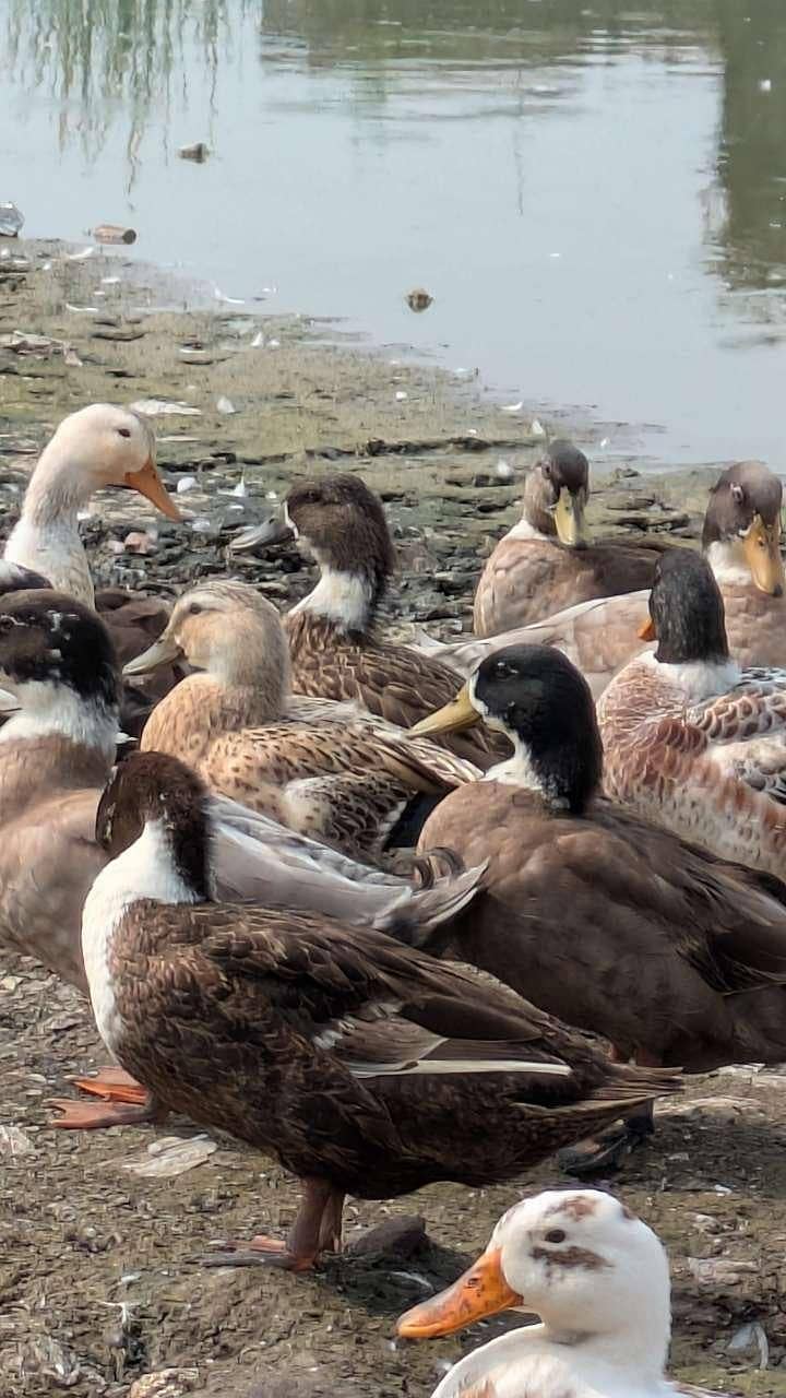 desi ducks 2