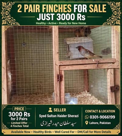 Active pair ready for breed