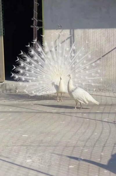 white peacock pair for sale