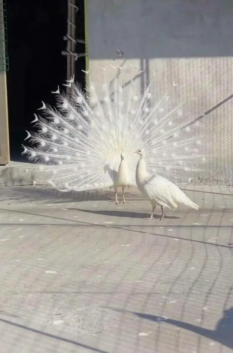 white peacock pair for sale