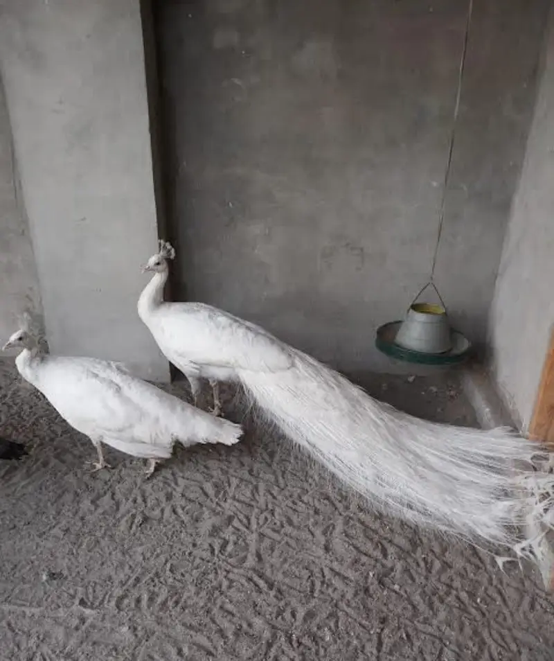 white peacock pair for sale — photo 2