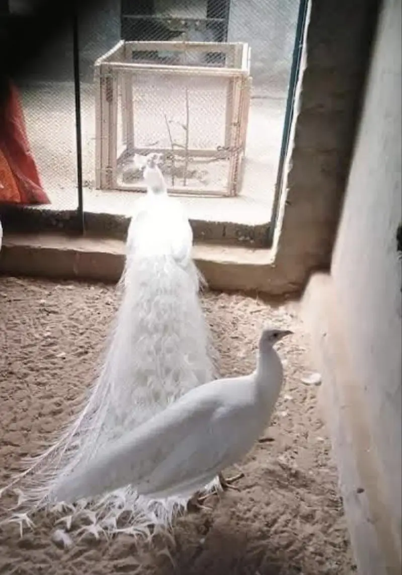 white peacock pair for sale — photo 3