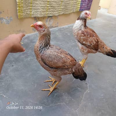 for sell